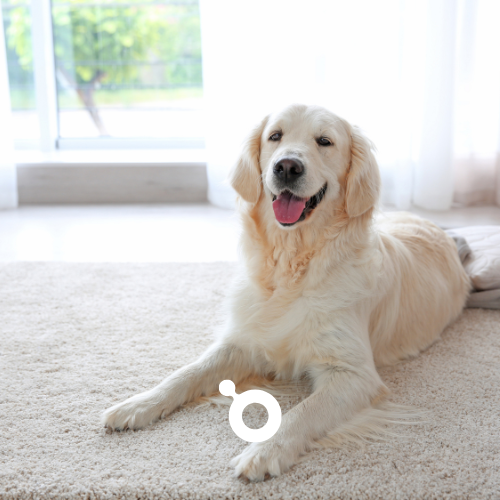 Pet Safety - Oxford Air Conditioning